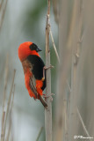 Euplecte ignicolore, Southern Red Bishop  (Wakkerstroom,16 novembre 2007)