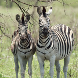 Zbre des plaines, Burchells Zebra (Rserve Mkhuze, 15 novembre 2007)