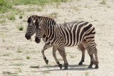 Zbre des plaines, Burchells Zebra  (Parc Kruger, 20 novembre 2007)
