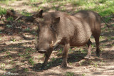 Phacochre commun,  Common Warthog (Rserve Mkhuze, 14 novembre 2007)