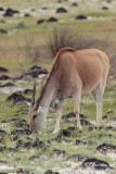 lan du Cap, Common Eland (Rserve de Hoop, 4 novembre 2007)