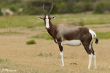 Bontebok,  (Rserve de Hoop, 4 novembre 2007)