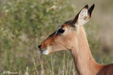Impala (Parc Kruger, 19 novembre 2007)