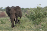 lphant dAfrique, African Elephant  (Parc Kruger, 19 novembre 2007)