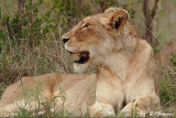Lion (Parc Kruger, 20 novembre 2007)