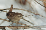 Troglodyte mignon (Ile des Soeurs, 15 janvier 2008)