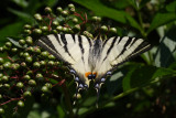 Iphiclides podalirius