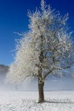 Baum mit Rauhreif (79266)