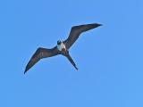 Frigate Bird