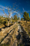 Fraga do Ladrão (IIP)