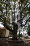 Tília Prateada - Tilia tomentosa Moenchen (Árvore de Interesse Público)