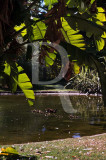 Jardim Braancamp Freire