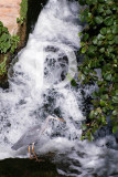 Garça do Lis