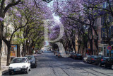 Os Jacarandás de Lisboa