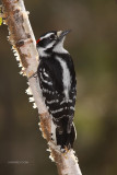 Downy Woodpecker