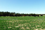 2011 - Bremans cattle grazing in a new pasture