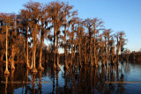 2011 - Banks Lake National Wildlife Preserve, Georgia (#6064)