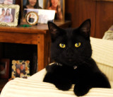 Our beloved LITTLE KITTY - March 2010 to October 10, 2011 - click on image to view