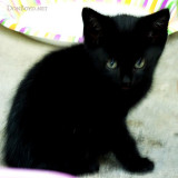 May 29, 2010 - Little Kitty out in our carport / enclosed courtyard