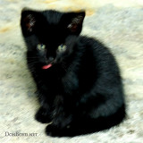 May 29, 2010 - Little Kitty out in our carport / enclosed courtyard