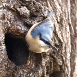 Sitta europaea - Sittelle torchepot - Eurasian Nuthatch