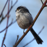 Aegithalos caudatus - Mésange à longue queue - Long-tailed Tit