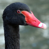 Cygnus atratus - Cygne noir - Black Swan