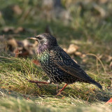 Sturnus vulgaris - Etourneau sansonnet - European (or Common) Starling