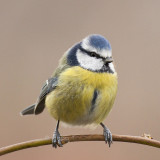 Cyanistes caeruleus - Mésange bleue - Eurasian Blue Tit