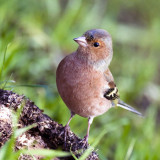 Fringilla coelebs - Pinson des arbres - Common Chaffinch