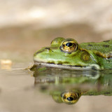 Rana esculenta - Grenouille verte - Green Frog