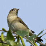 Sylvia borin - Fauvette des jardins - Garden Warbler