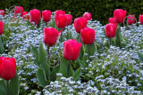 Tulipes et myosotis