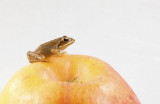 Little frog on appla