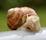 Escargot de Bourgogne - Roman Snail - Helix pomatia