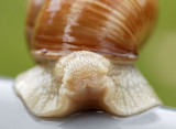 Escargot de Bourgogne - Roman Snail - Helix pomatia
