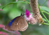 papillon tropical - tropical butterfly
