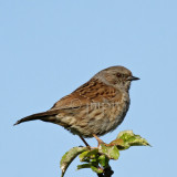 Prunella modularis - Accenteur mouchet, Dunnock