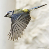 Cyanistes caeruleus - Msange bleue - Eurasian Blue Tit