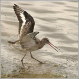 Limosa limosa