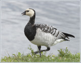 Branta Leucopsis