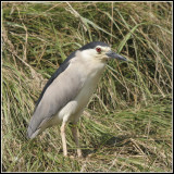 Nycticorax nycticorax - Bihoreau gris - Black-crowned Night Heron