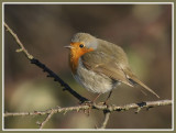 Erithacus rubecula - Rougegorge familier - European Robin