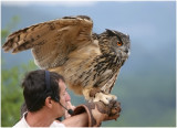 Bubo bubo