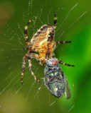 Spider with prey, 2009