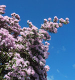 THICK  TREE BLOSSOM