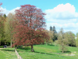 FOOTPATH INTO LIME AVENUE