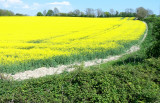 VIVID  YELLOW OILSEED RAPE FIELD . 3