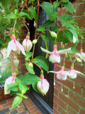 PALE PINK FUSCHIA