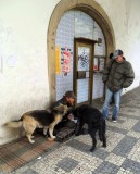 HOMELESS & DOGS